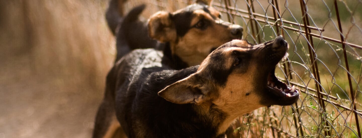 Image of your dogs, one barking angrily.